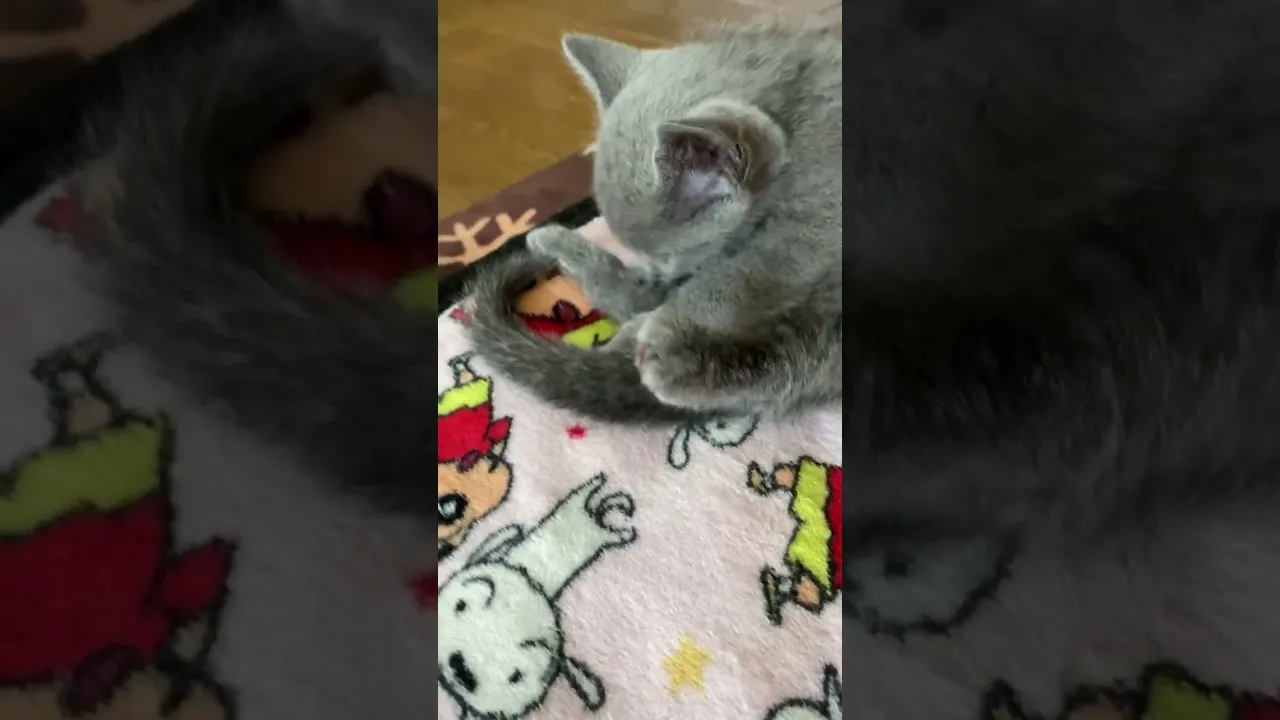 動画