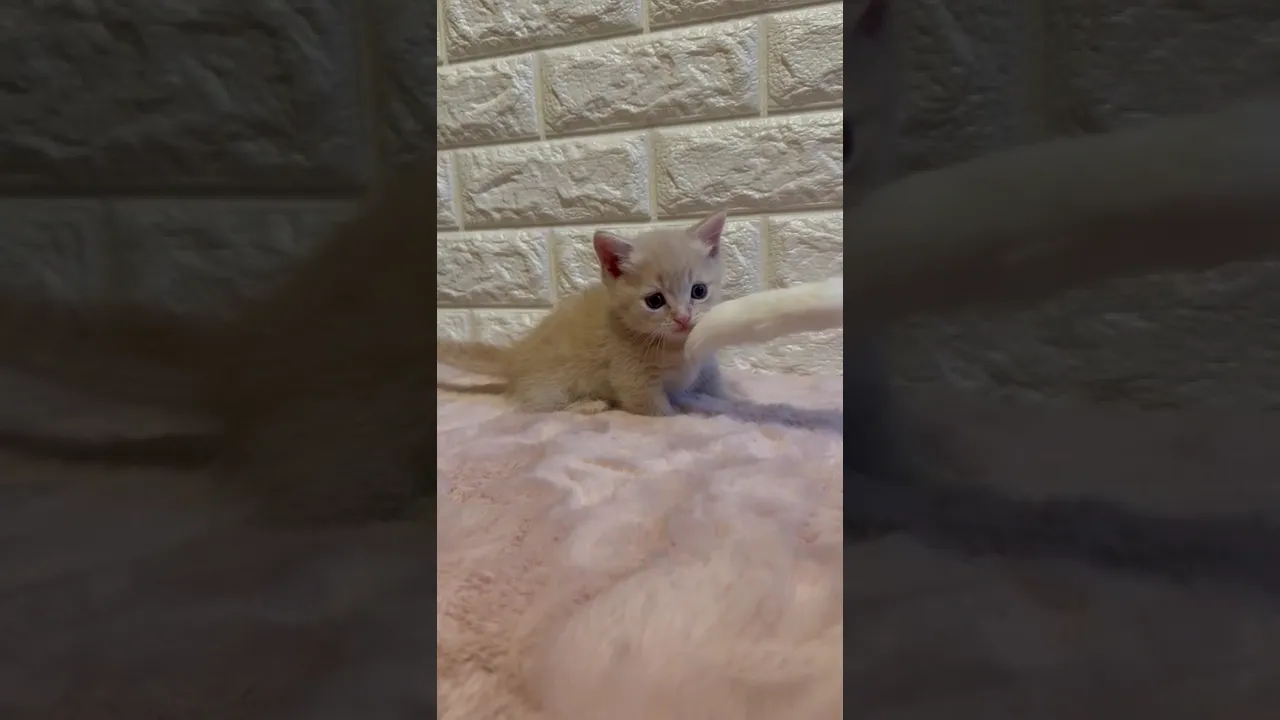 動画