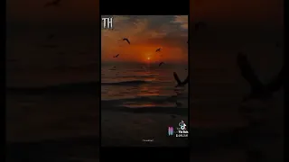 ربيتك طير على يدي اسامة الزكار اغاني اغاني ليبية شاشه سوداء 