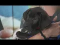 Adopt-A-Pet Project Hope Animal Rescue