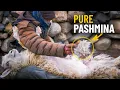 How Pashmina/Cashmere Wool is Produced | A Himalayan Herder Explains