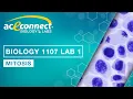 Biology 1107 Lab 1 Mitosis