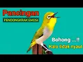 Download Lagu PLECI GACOR suara Ngalas Ngotot - PANCINGAN PLECI suara NGALAS Pendongkrak Emosi sangat Ampuh