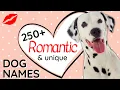 250 Romantic Dog Names sure to make you Cry Unique Male and Female Dog Names
