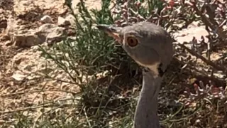 Qaybo Ka Mid Ah Noocyada Shimbiraha Dalkeena Hooyo Somalia Bird Nature  Qaybo Ka Mid Ah Noocyada Shimbiraha Dalkeena Hooyo Somalia Bird Nature