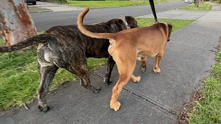Molly the Boerboel Saturday Afternoon walk 