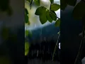 Download Lagu RHTDM Rain Theme Status with Flute 🌧️☔🌈🌧️🎼|| #shorts #rhtdm #flute #music #status #rain 🌧️🌧️☔☔🌈