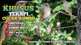 masteran koloni cucak kombo di alam liar ampuh gacor