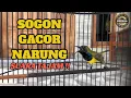 Download Lagu SOGON GACOR NARUNG UNTUK PANCINGAN #sogon #sogongacor #sogokontong 