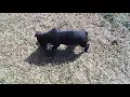 3 boxer hound mix 2 12 22
