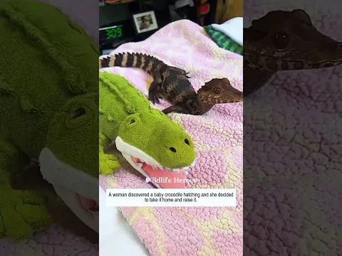 A woman discovered a baby crocodile hatching and she decidedto take it home and raise it.