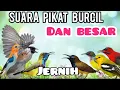 Download Lagu SUARA PIKAT AMPUH  UNTUK BURUNG KECIL DAN BESAR