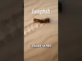 The Fish That Has Lungs