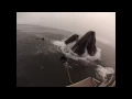 Whales almost eat Divers Original Version