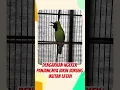 Lagu Suara Cucak Ijo Katem Gacor untuk Masteran Burung Kicau di Rumah #cucakijo #cucakijokalimantan