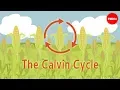 Download Lagu Nature's smallest factory: The Calvin cycle - Cathy Symington