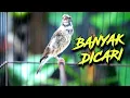 Download Lagu BANYAK DICARI!! BLACKTHROAT GACOR NGEROL cocok buat pancingan dan masteran kenari paud