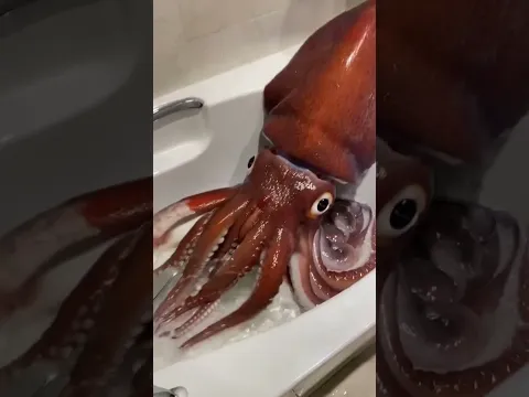 Found a GIANT SQUID in my BATHTUB