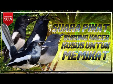 Download MP3 SUARA PIKAT BURUNG KACER Kusus untuk memikat