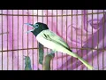 Download Lagu Suara Burung Seriwang/Tali Pocong Gacor Ekor Panjang Ngeroll