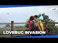 Download Lagu Seoul Metropolitan Area blanketed by swarms of lovebugs