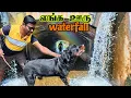 Lagu நம்ம ஊரு நயாகரா | Ramboக்கு தண்ணில கண்டம் 😂 #rottweiler #dog 