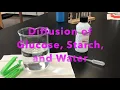 Diffusion of Water Glucose and Starch through a Dialysis Bag