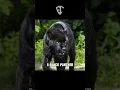 Download Lagu macam macam suara kucing besar : eti corps