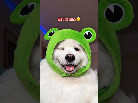 Hey, are you feeling ok? 👀 #samoyed  #dogshorts #dog #funny #cutedog #pets #relatable #puppy #cute