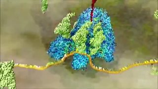 Central Dogma of Biology
