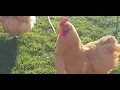 Healthy Chickens Regular Worming Treatment