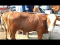Download Lagu Kelas Sapi Pedhetan  Bakalan Isi Kandang Mulai 12 jt - 16,5 jt di Pasar Wirosari Porwodadi..