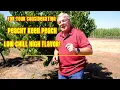 Peachy Keen Peach, For Your Consideration A Widely Adapted Yellow Peach Great Flavor and Huge Crop!