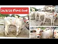 Download Lagu 24/8/25 ఆదివారం కోదాడ సంత లో టాప్ క్వాలిటీ ఒంగోలు గిత్తలు కొనడం జరిగింది # kodada santa 