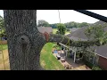 6 5 diameter red oak solo tree removal how I do it