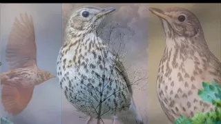 صوت السمن جديد 