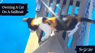 Owning A Cat On A Sailboat: Tiny Cat’s First Visit To The Vet