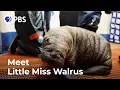 Download Lagu This Tiny Walrus Will Melt Your Heart