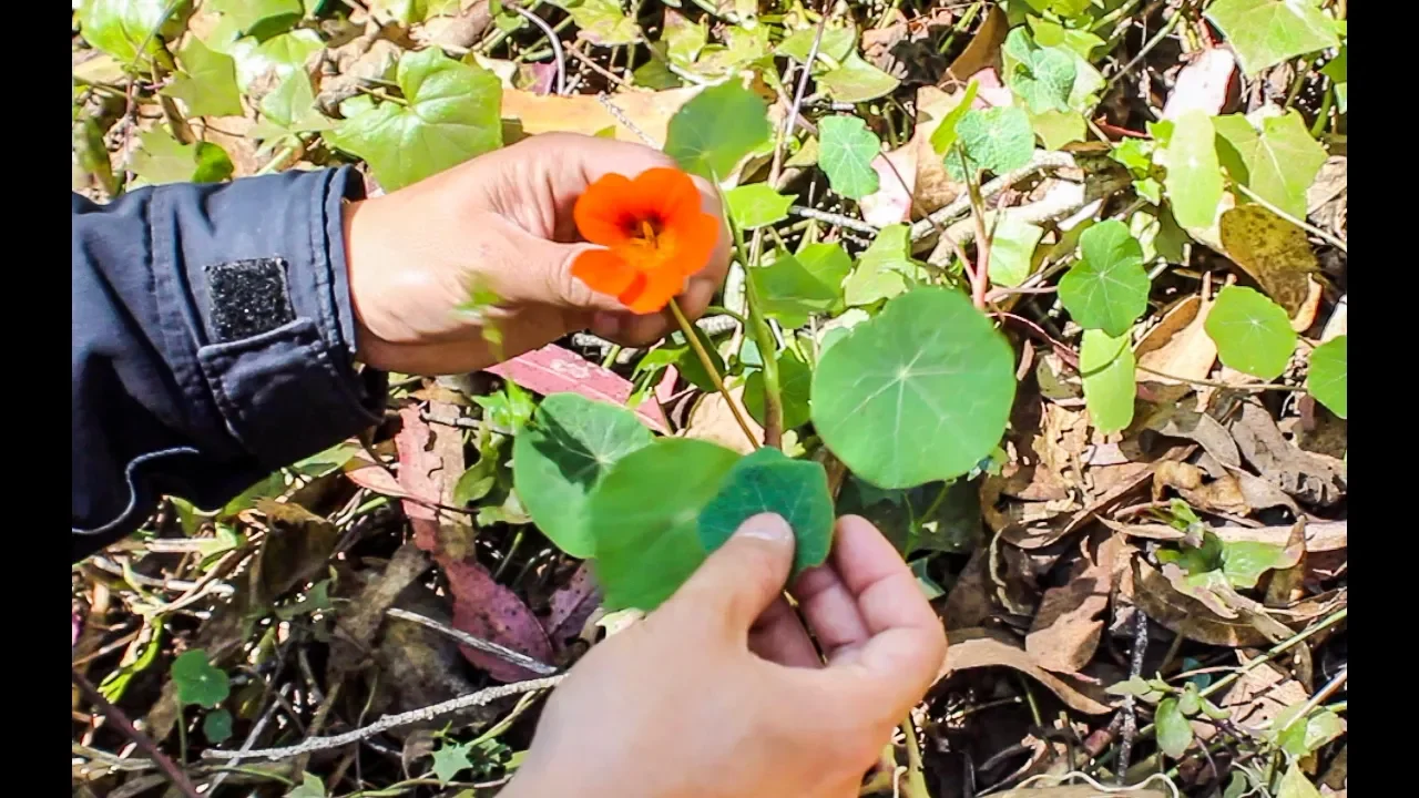 Foraging for edible plants: Nasturtium and blackberry
