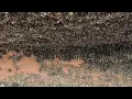 Download Lagu Barnacle Removal ASMR – Deep Boat Cleaning Satisfaction (32)
