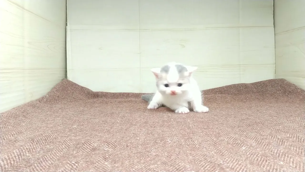 動画