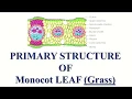 Primary structure of Monocot leaf T S of grass leaf