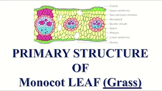 Primary structure of Monocot leaf T S of grass leaf