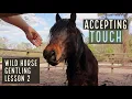 Touch Wild Horse Gentling Lesson 2