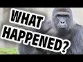 What Happened to Harambe