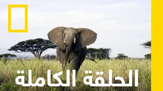فيل السافانا الإفريقي أسرار الفيلة ناشونال جيوغرافيك أبوظبي 