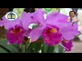 Download Lagu karaoke-duyen phan tro treu-TT(Thuy Tam)