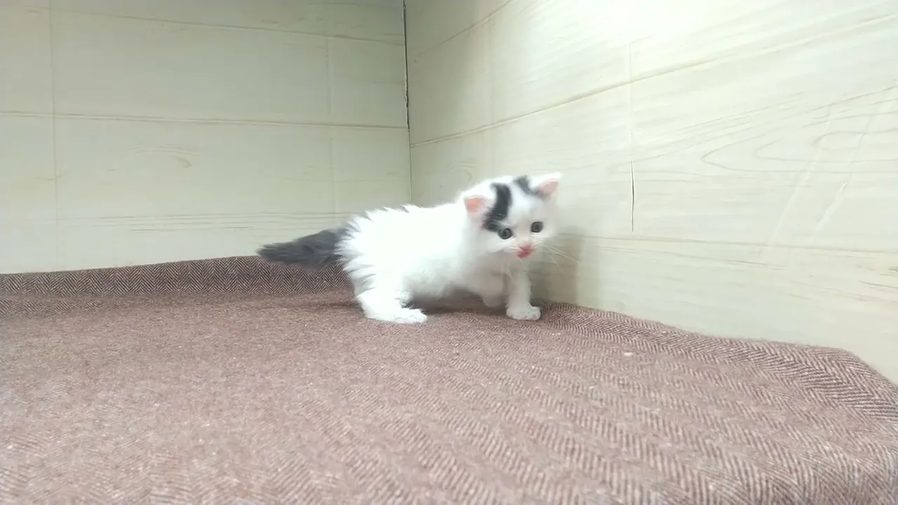 動画