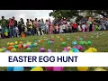 Download Lagu Texas sized Easter egg hunt with over 50,000 eggs | FOX 7 Austin