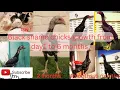 Download Lagu Growth of shamo chicks from day 1 to 6 months...